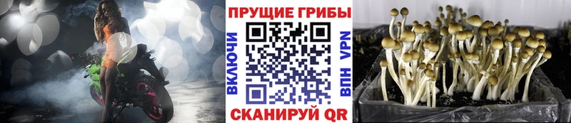 Галлюциногенные грибы Magic Shrooms  Лесосибирск 
